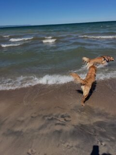 Simplicity at its best. Wind, sunshine, Georgian Bay, sand, and, lots of dogs. #goldenretrieverworld #doglove