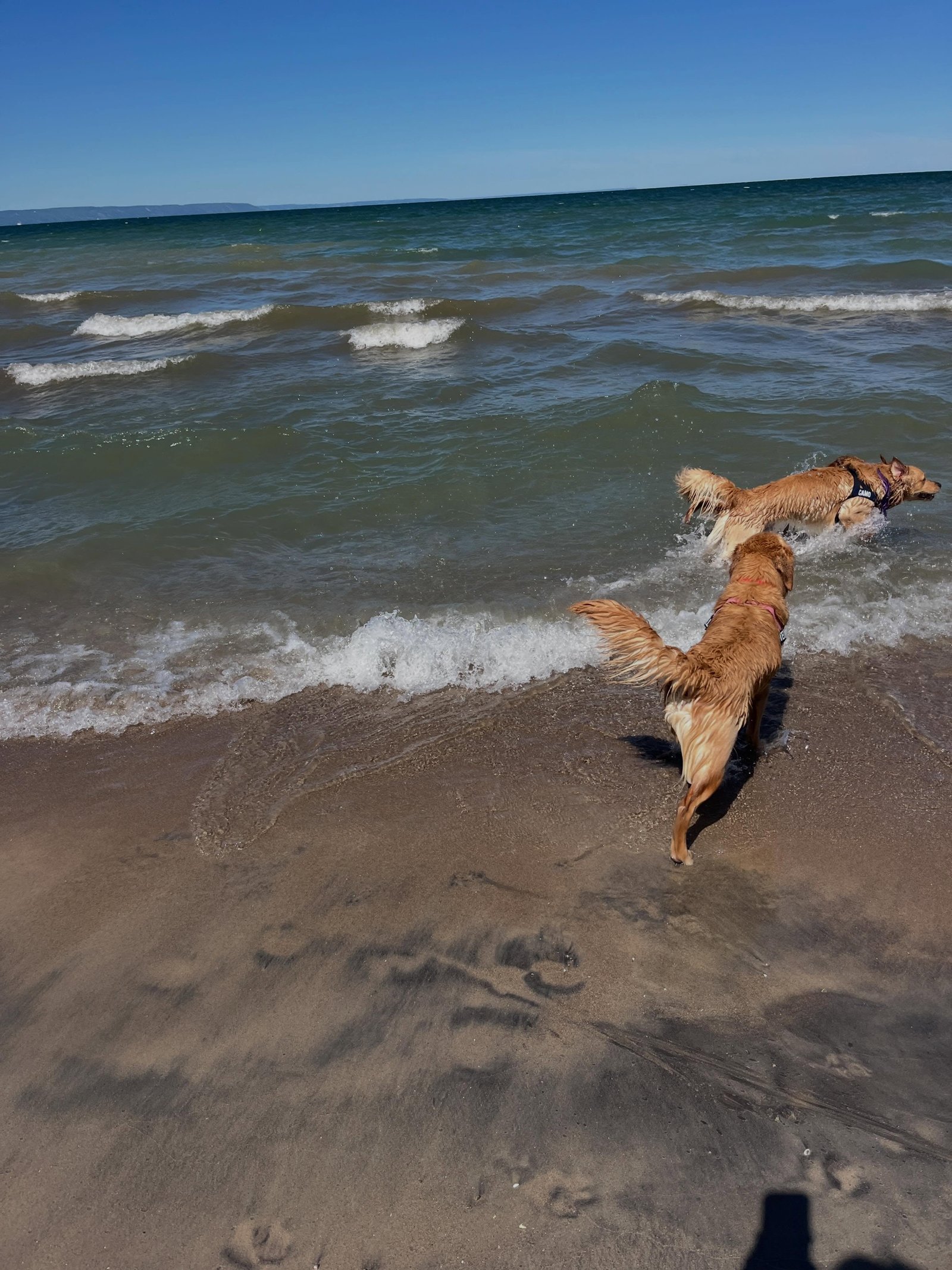 Simplicity at its best. Wind, sunshine, Georgian Bay, sand, and, lots of dogs. #goldenretrieverworld #doglove