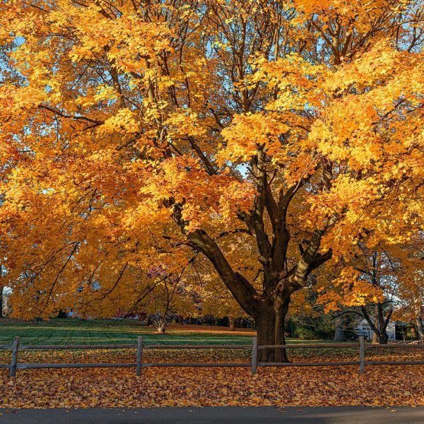 A large Maple tree with vibrant Autumn colors