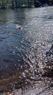 A great way to exercise Bailey and avoid black flies!!