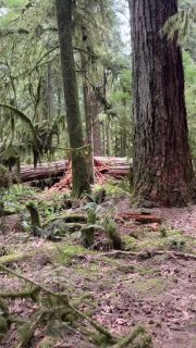 Forest bathing in BC. #serenity #walkintheforest #nature