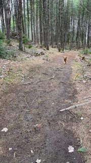 Bailey on the run. #goldenretrieversofinstagram #forest #muskoka #dogwalk