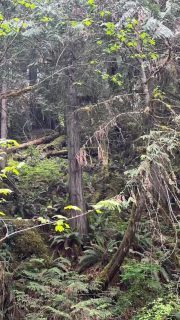 Almost every step is pictureworthy. #britishcolumbiacanada #nature #hiking