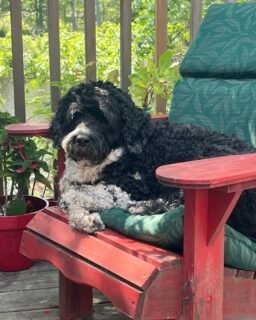 This is Simon, aka Siron. He was part of my and Mel’s sister visit. He was sitting in Jacquelin’s place. He helps us remember Jacquelin at her best. Missing you, dear sister 💕. #DanceIntoTheLight #Muskoka-author #memoir #memories #sisters